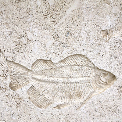 SeaStone SeaStone Custom Blend (FossilStone) 12 x 12 Fish Series Tile & Stone