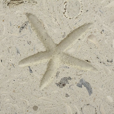 SeaStone SeaStone Custom Blend (FossilStone) 12 x 12 Starfish Tile & Stone