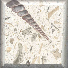 SeaStone SeaStone Custom Blend (FossilStone) 12 x 12 Turtinella Tile & Stone